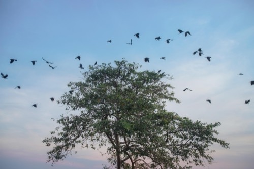 Thronefield Eco Lodge, Wattala — resort and nature photography